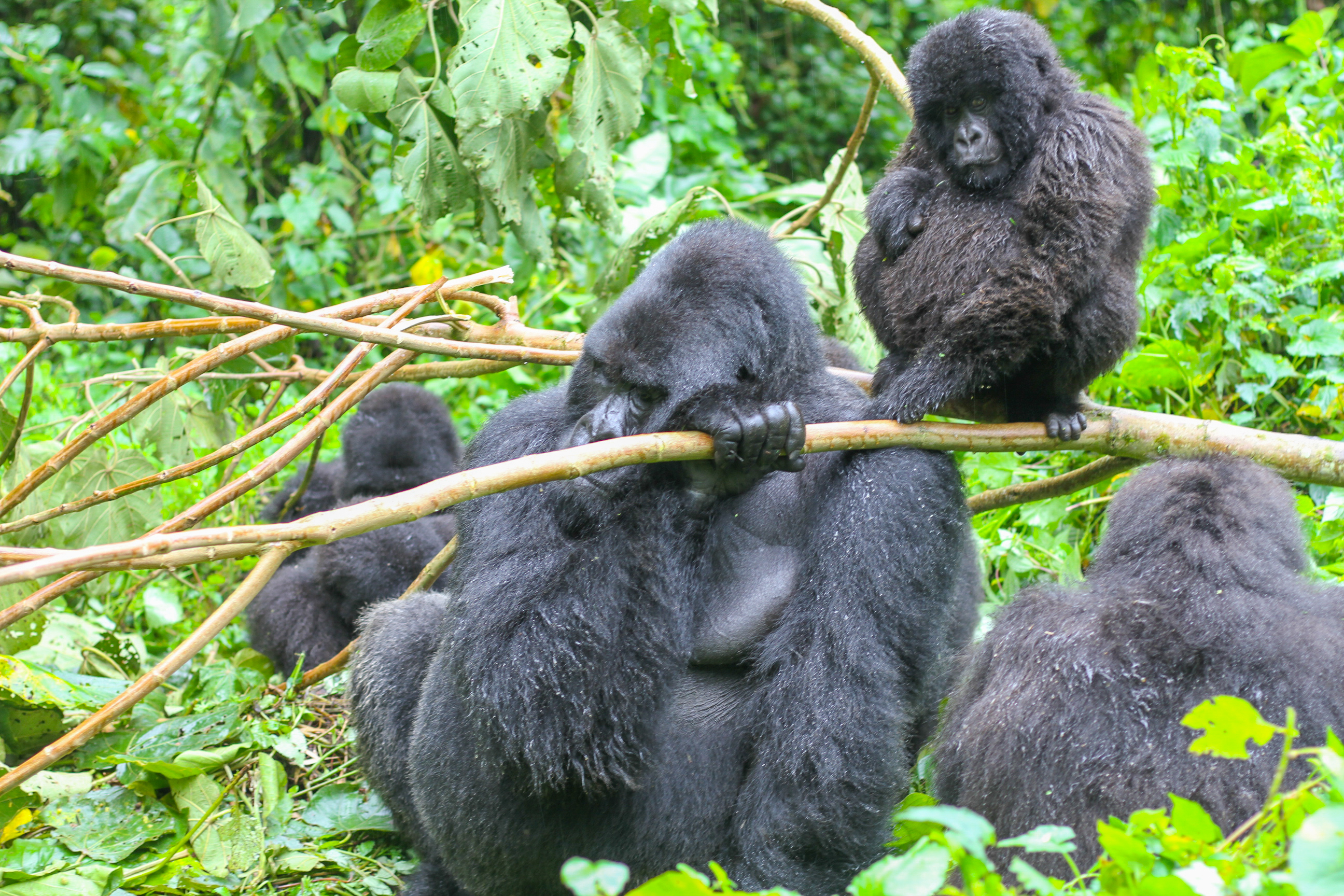 Parques Nacionales del Paraguay: Keystone species play a critical role in  conservation efforts