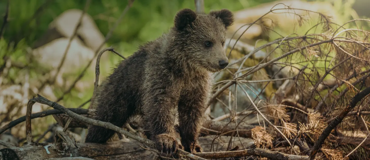 World Wildlife Day—outstanding places to experience the wild